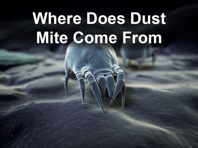 Where Does Dust Mite Come From? (Find Out)