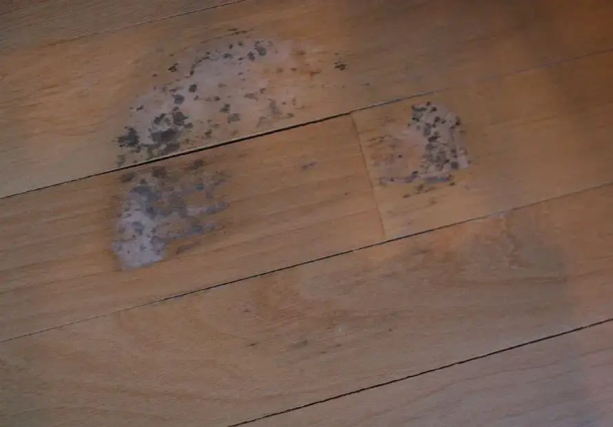 Signs Of Mold Under Hardwood Floors And, Black Spot On Hardwood Floor