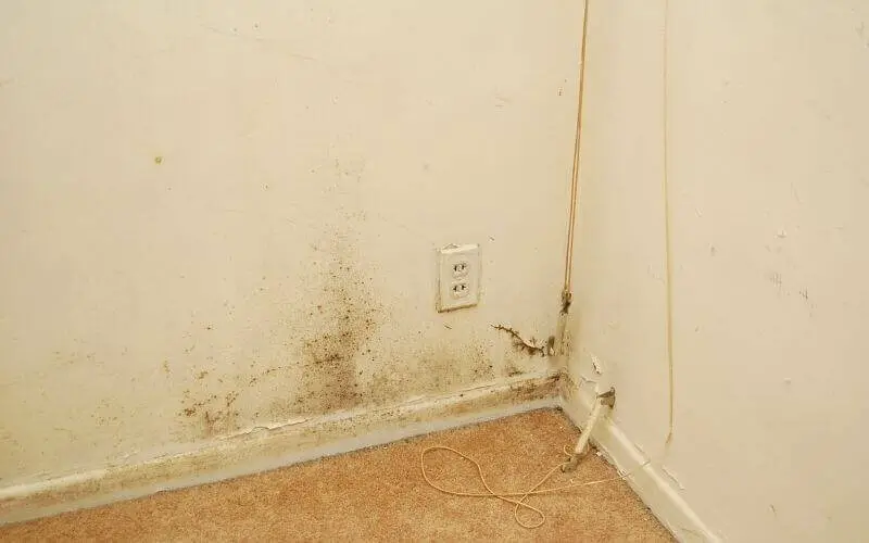 wall with mold