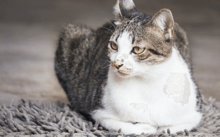 3 Best Ways on How To Keep Cats From Scratching Carpet