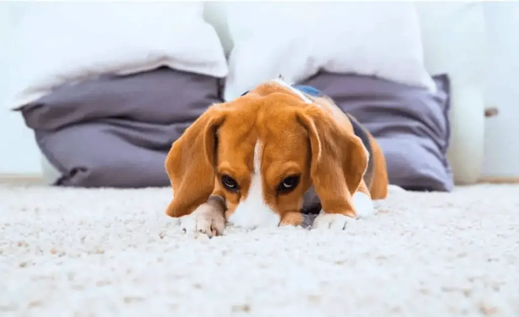how to get rid of new carpet smell