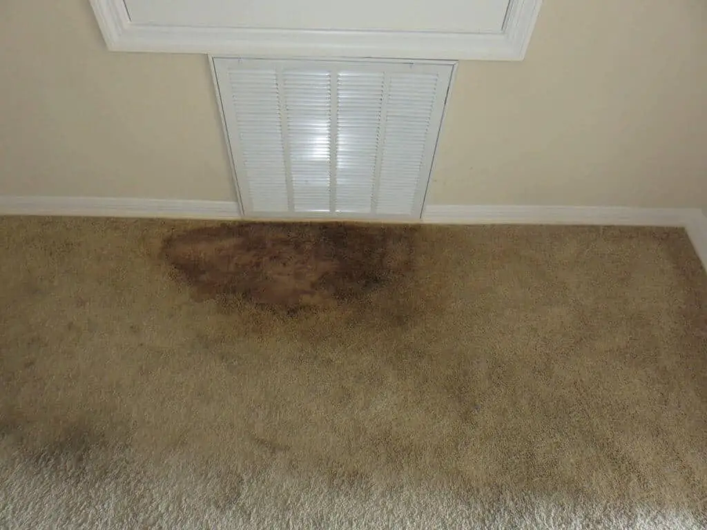 How To Get Rid Of Mildew Smell In Carpet