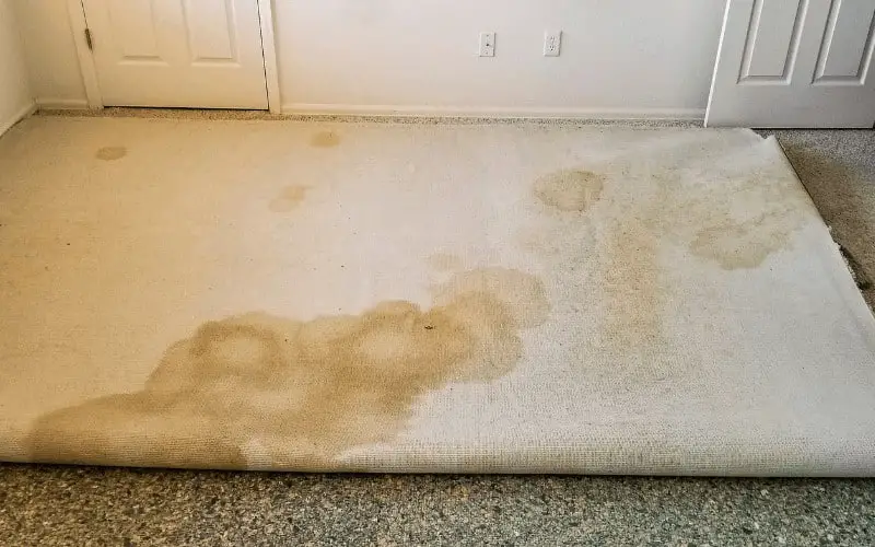 does water stain carpet