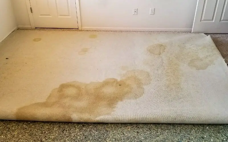 can dog urine cause mold in carpets