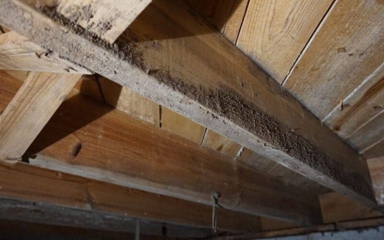 how-to-get-rid-of-mold-on-floor-joists-in-crawl-space