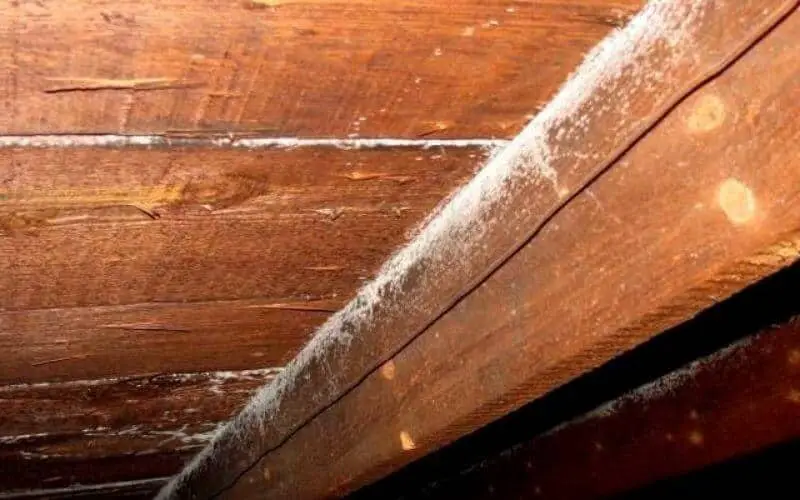 how to get rid of mold on floor joists in crawl space