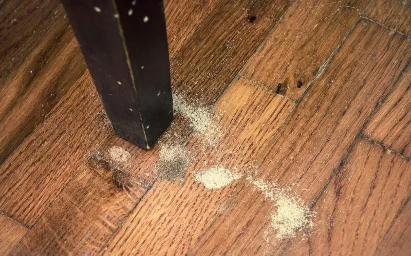 beetle damaged hardwood floor