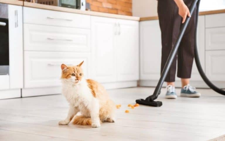 how-to-get-rid-of-cat-poop-smell-on-floors-12-detailed-steps