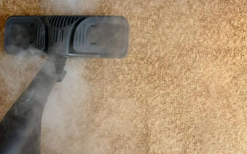 how to get maggots out of carpet