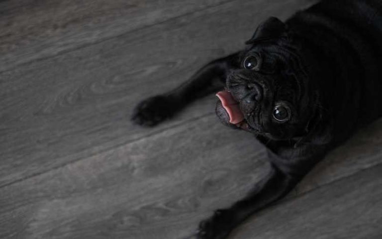 the-best-way-to-pick-up-dog-hair-on-hardwood-floors