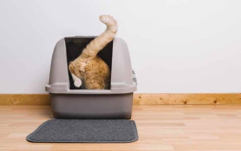 how-to-clean-wet-cat-litter-off-floors-in-5-easy-steps