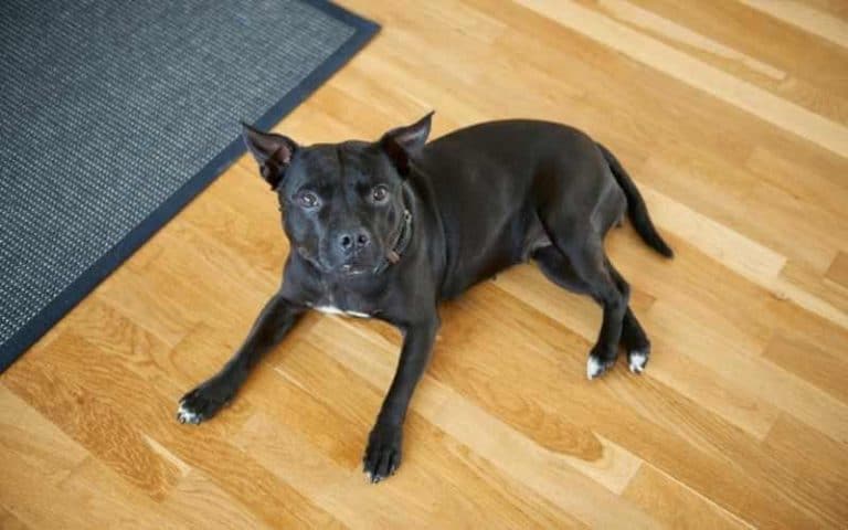 the-best-way-to-pick-up-dog-hair-on-hardwood-floors