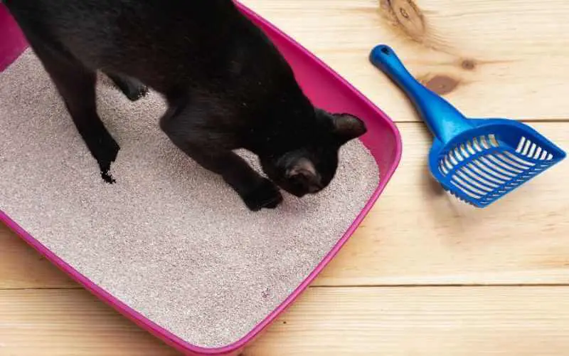 how to clean wet cat litter off floors