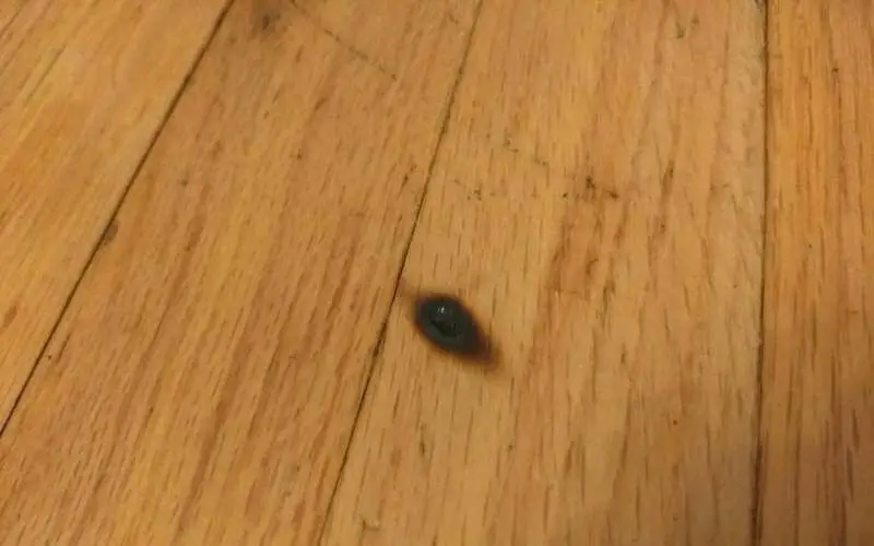 burn mark on wood floor
