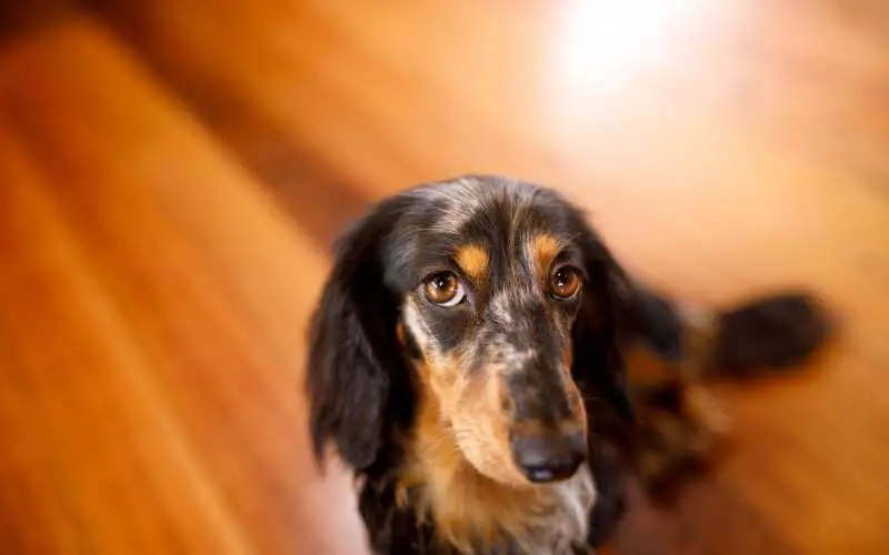 how to remove dog poop stain from hardwood floor