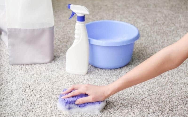 homemade carpet cleaner for pet urine
