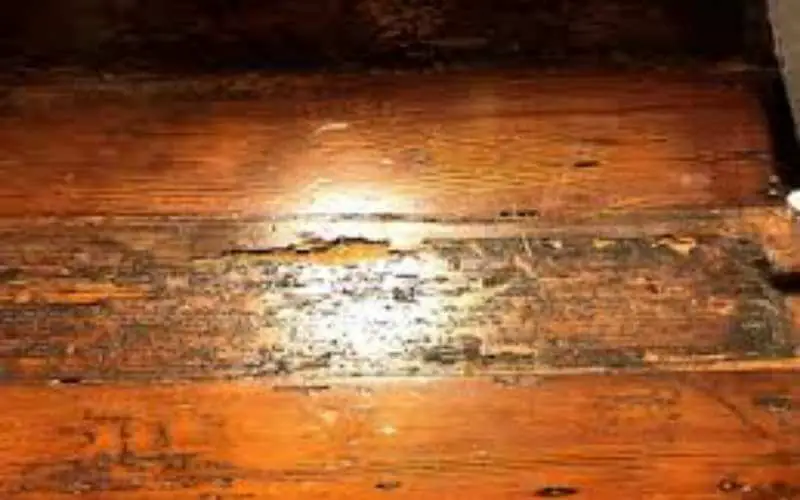 getting rid of termites in hardwood floor