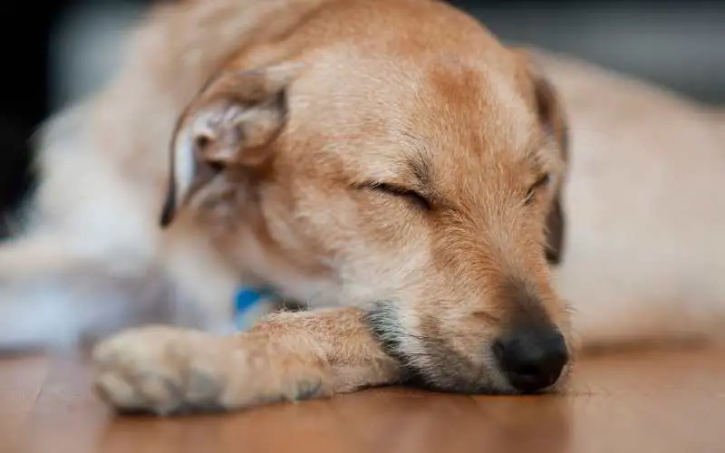 how to protect hardwood floors from dogs