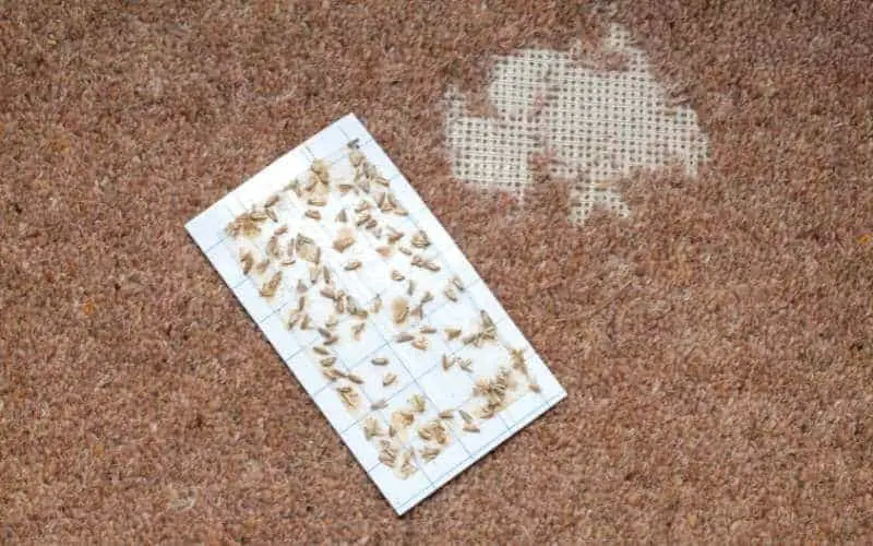 how to repair carpet damage by pets