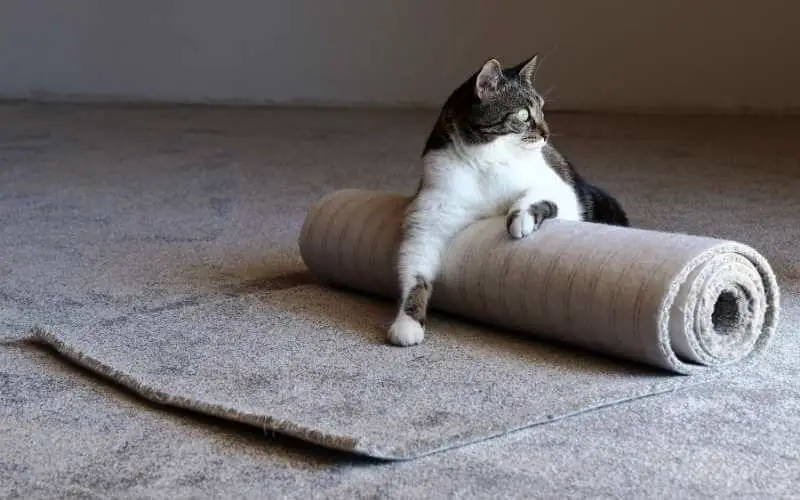how to stop your cat from pulling up carpet