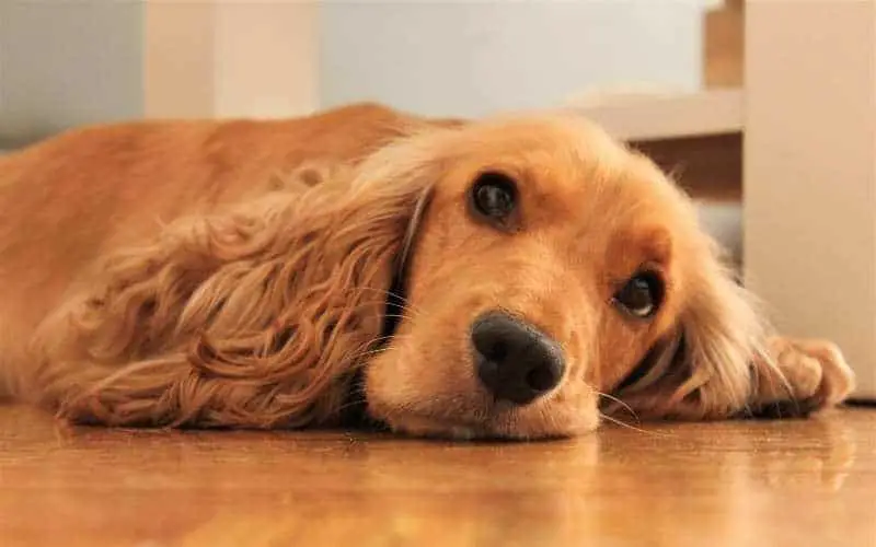 is laminate flooring good for dogs