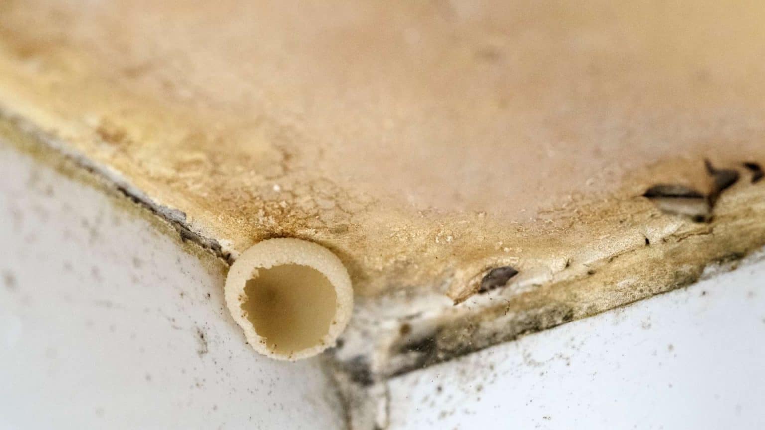 Mushrooms Growing in Bathrooms (3 Basic Causes)